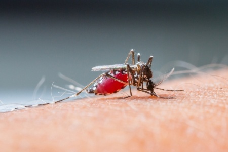Een malariamug op een arm: het medicijn tegen malariamuggen blijkt antikankereffecten te hebben. 